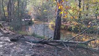 Ruiselede Parochieveldbos - De Visserij-Vijver En Het Bladjen Van Guido Gezelle