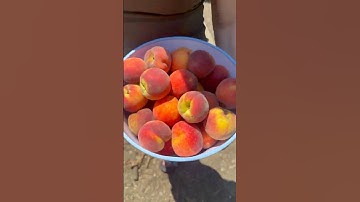 Harvest of 2025 my peach tree is healthy and beautiful!!! #peaches #harvest #orchard #shorts #fruit