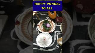 Pongal wishes | pongal celebration | pongal Shorts | sweet pongal screenshot 2