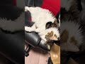 リラックスしきっておっさんの様に眠る猫が可愛すぎた #shorts #cat #猫