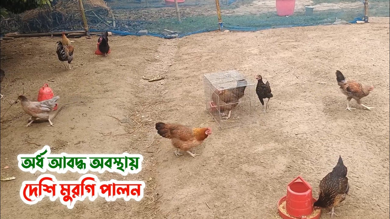 অর্ধ আবদ্ধ অবস্থায় দেশি মুরগি পালন | With Palash