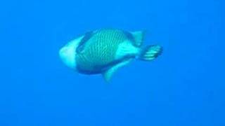 Giant triggerfish