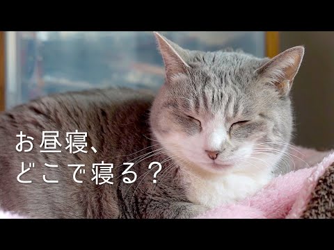 お昼寝場所を探すネコ達 | #モアクリ Vlog079