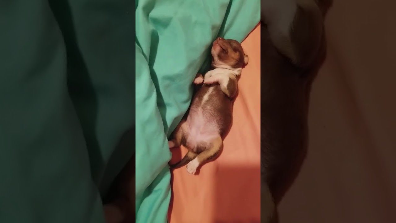 Tiny Puppy Dreaming