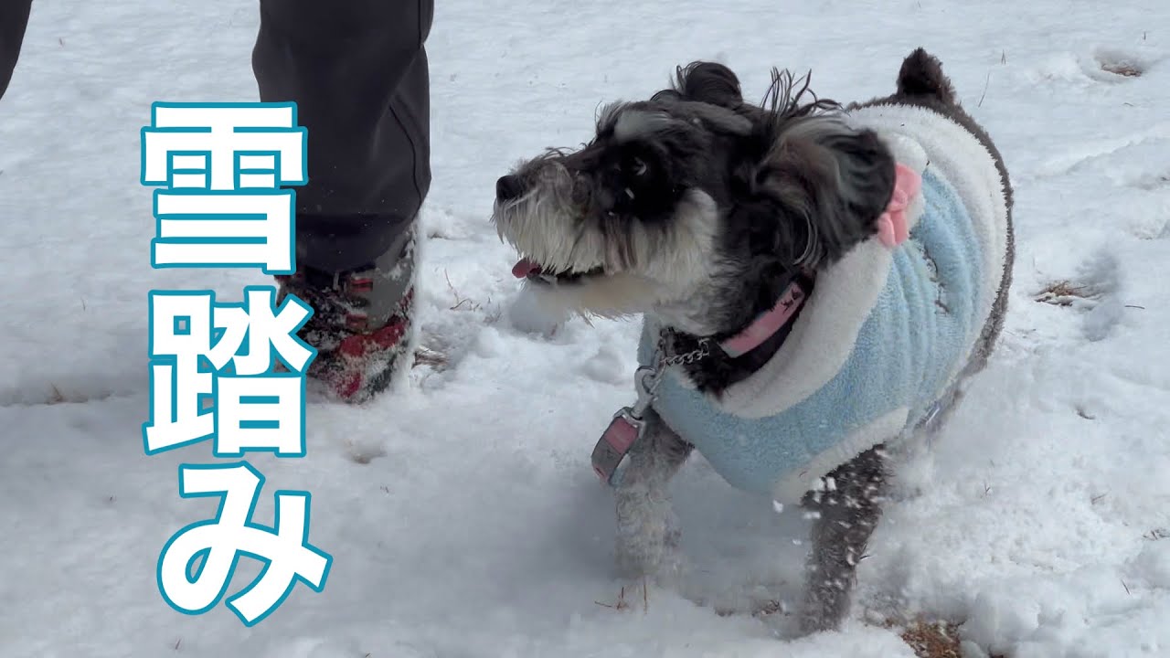 【Mシュナ】まりん２歳　初めての雪踏み⛄️