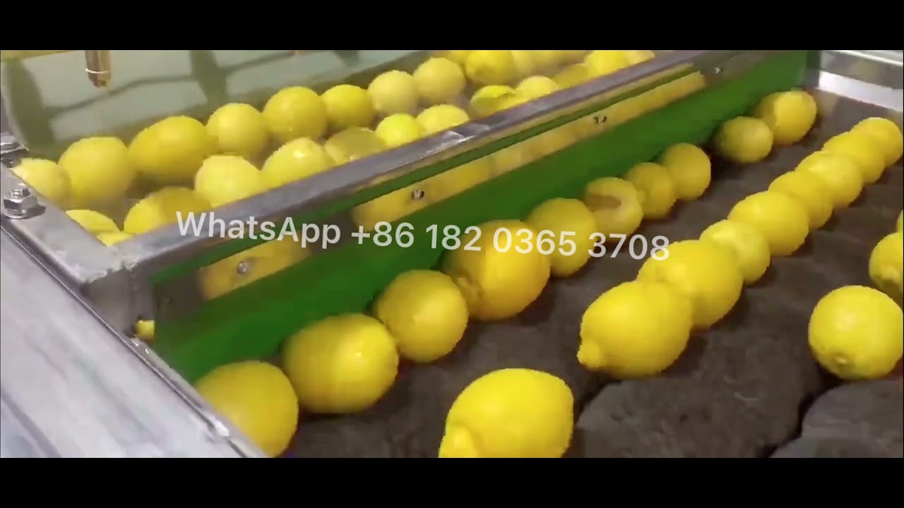 🍋Lemonade Size Sorting Machine Lemon Grading Equipment Lemon Process Machine