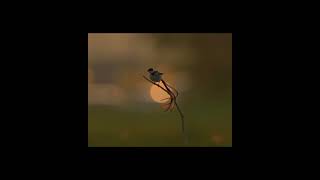 #nature # pin- tailed WHYDAH is a small songbird