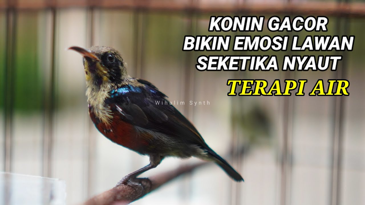 TERAPI KONIN SUARA AIR COCOK UNTUK PANCINGAN KOLIBRI NINJA AGAR CEPAT GACOR !! ANTI STRES