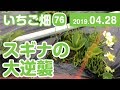 いちご畑【76】スギナの大逆襲
