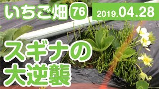 いちご畑【76】スギナの大逆襲