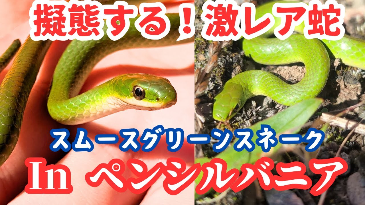 快挙！激レアヘビ初捕獲】日本人のおっちゃんがアメリカ東海岸で生物