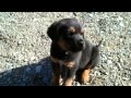 60 Seconds Of Cute Black And Tan Coonhound Puppies! の動画、YouTube動画。