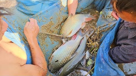 Đặc sản Hà Giang tìm cá Bỗng (cá thần) loại khủng trên đỉnh Cao Bành. Nguyễn Tất Thắng