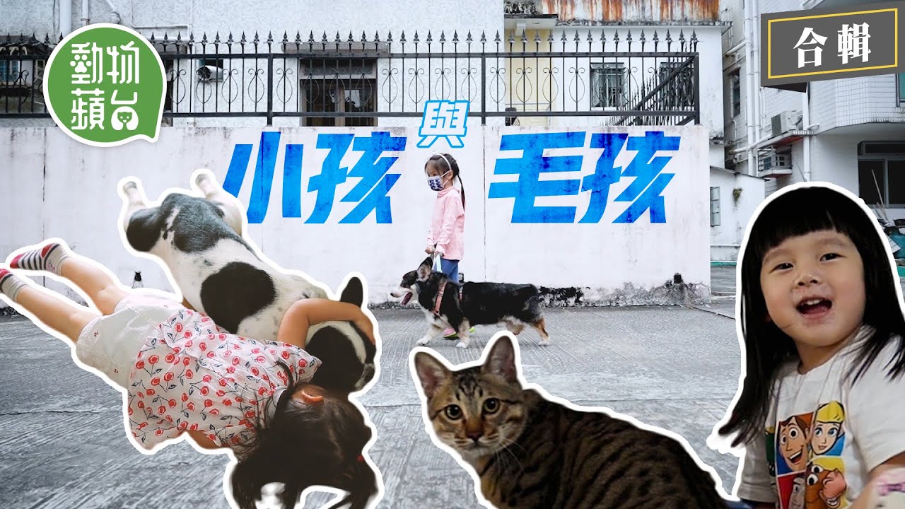 小孩與毛孩│2歲半得意妹與5歲狗仔同睡同吃 4歲妹妹照顧重病北京犬餵糧換尿片 暖男唐貓陪3歲囡玩貓沙盤 #動物蘋台─果籽 香港 Apple Daily