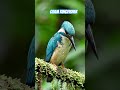 #guam #kingfisher #guamkingfisher #extinct #extinctinthewild #savenature #savenaturesn