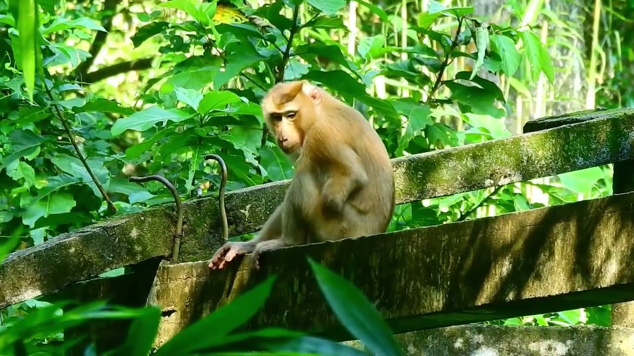 Very excited to Pongo mission by Ashly, lreact her cute lip to call boss love her too, need real b