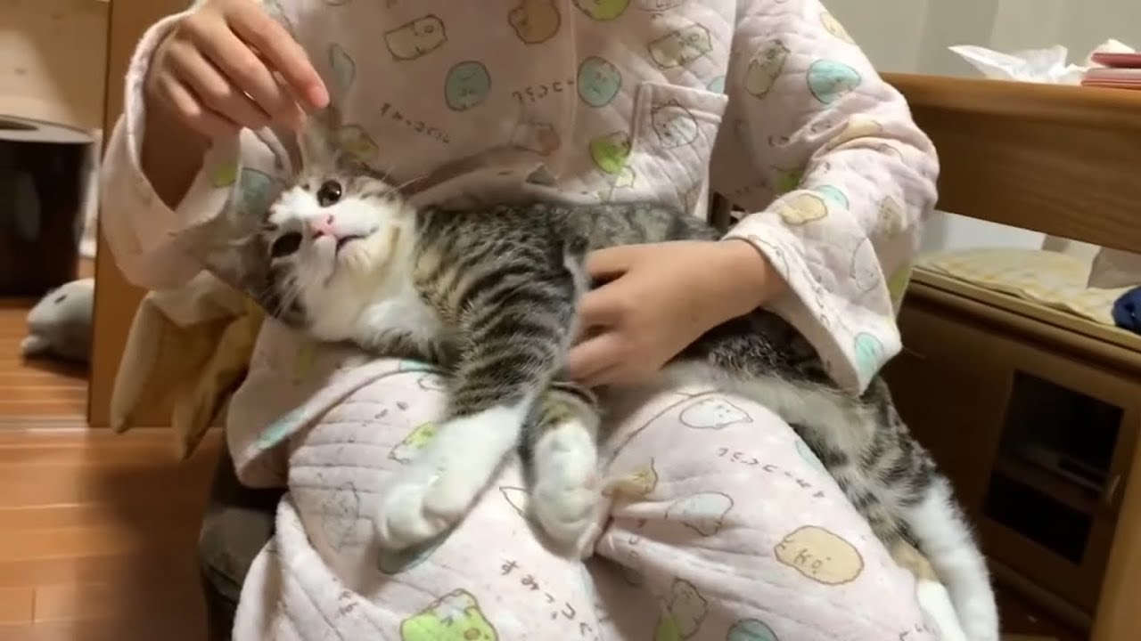 娘の膝の上でされるがまま寝てしまうオデコがかわいい Youtube