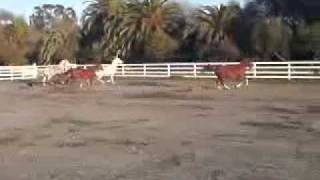 Horses Winter Turnout 2012