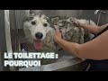 Le toilettage pourquoi