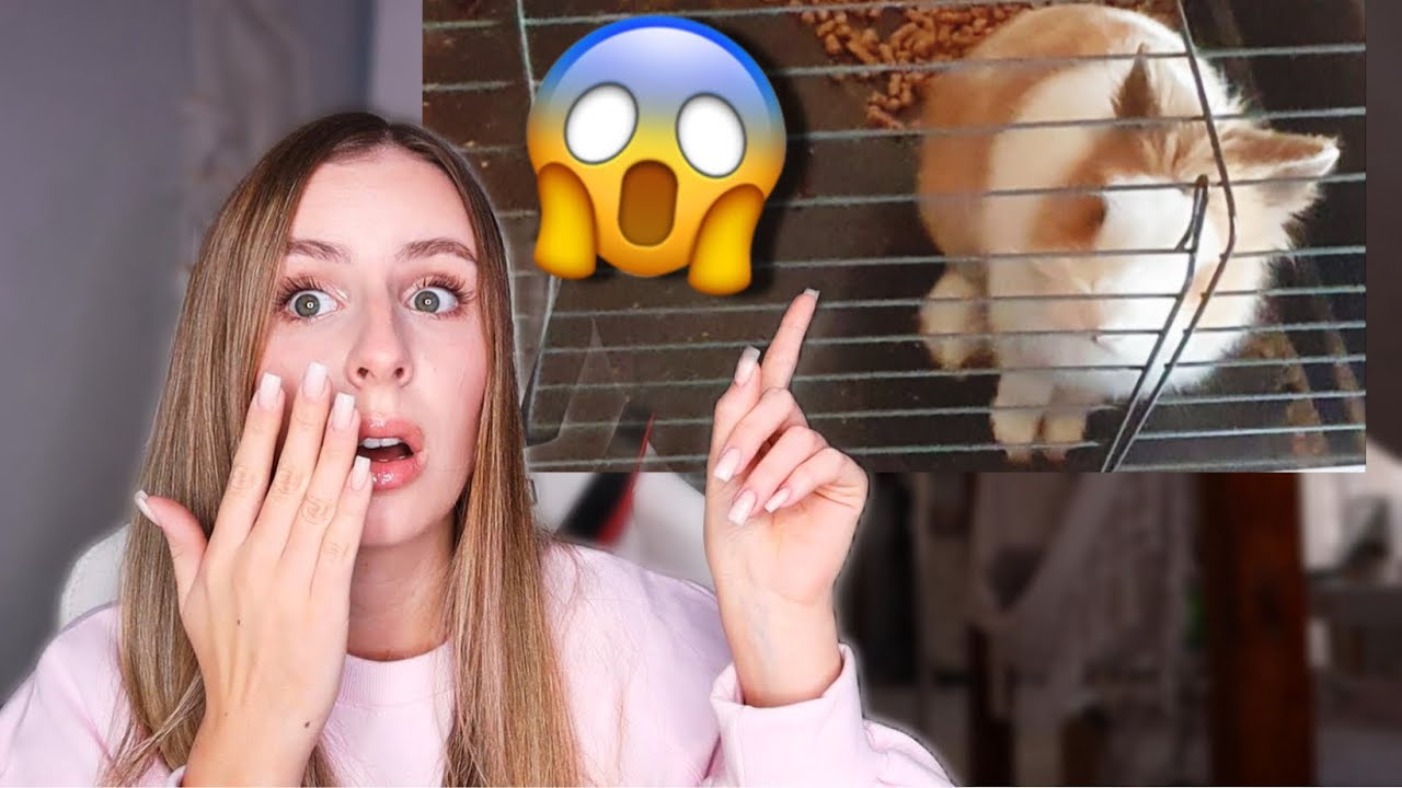 OCENIAM WARUNKI WASZYCH KRÓLIKÓW #10