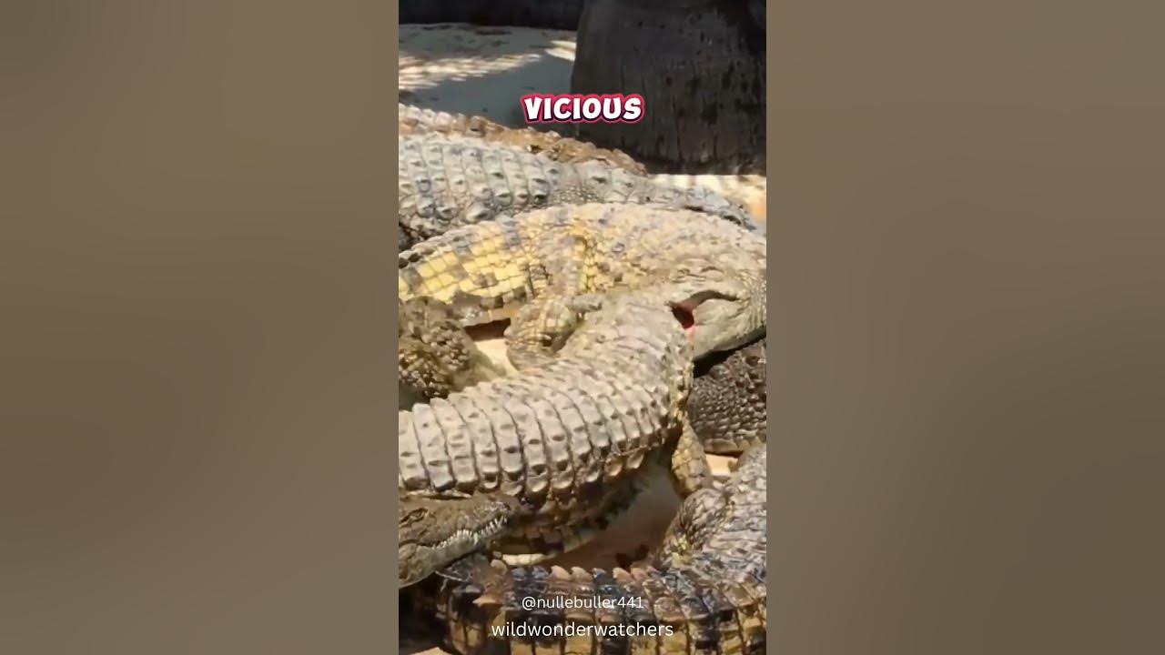 Why Crocodiles Do The "Death Roll" YouTube