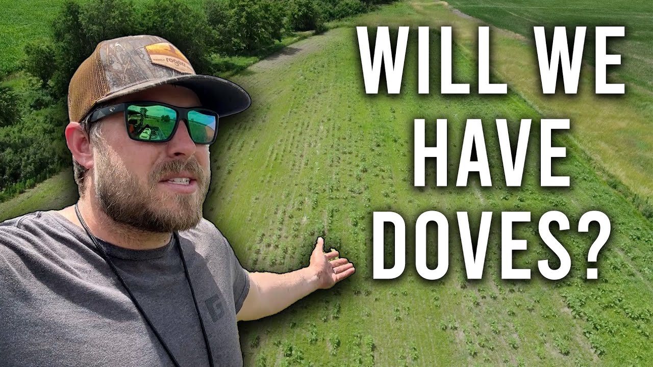 First Look at My DIY Sunflower Dove Field | Episode 2