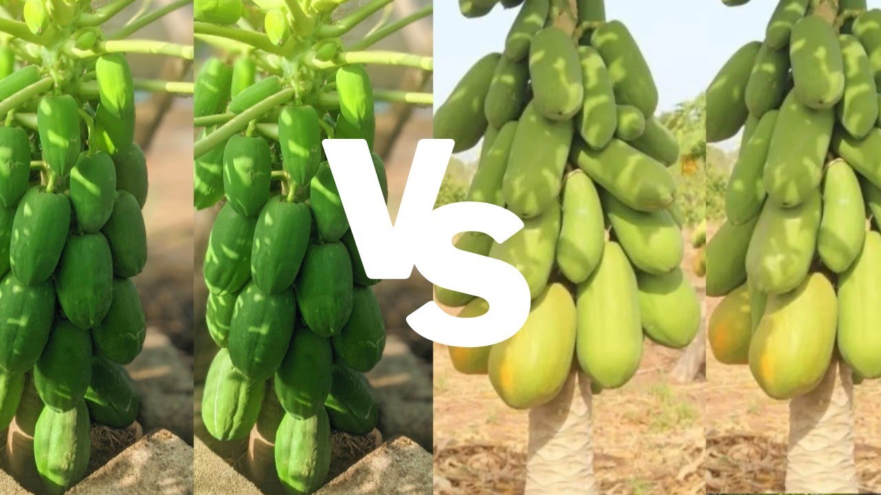 je compare deux variétés de papaye naine: Red royal et calina Ipb9.