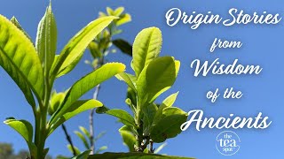 Origin Stories from Wisdom of the Ancients Pu'erh
