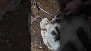 RAW shearing - Suffolk ewe