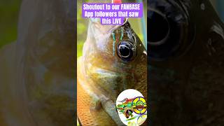 Catching Beautiful BREAM! #BrimFishing #fishing #artlife #pesca #Ikan #Angler #Shorts