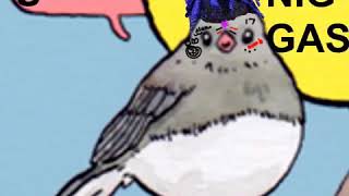 Annoyed Bird Meme