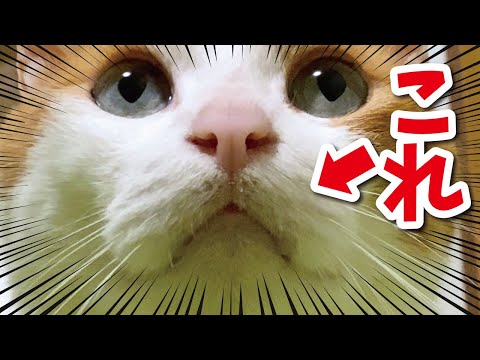 【神映像】猫の「ω」←これが可愛すぎるだけの動画