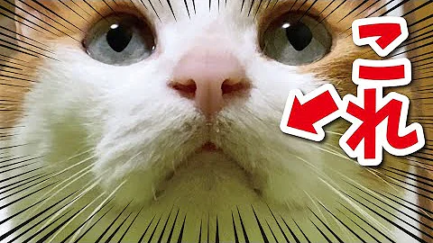 猫ニュース面白い