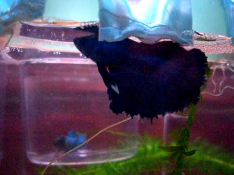 Betta fish spawn log #1