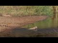 Lion Cubs crossing