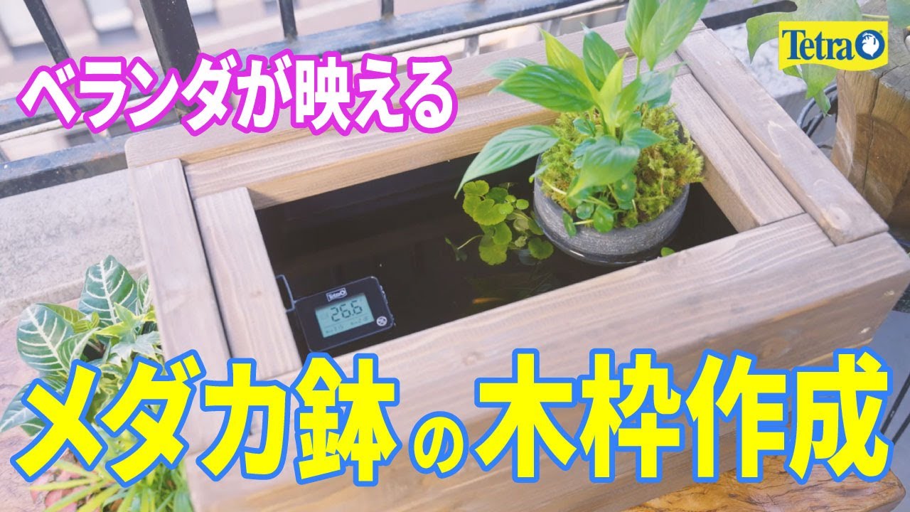 木枠付き】テトラじょうろでキレイメダカ鉢 40×40 ビオトープ おうち