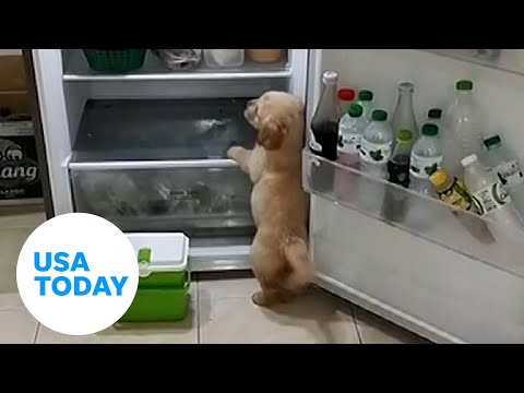 Adorable puppy finds best way to cool off during hot Thai summer | USA TODAY