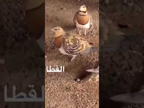 من بنا لله مسجدا ولو كمفحص قطاة بن الله له بيتا بالجنة