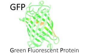 GFP - Green Fluorescent Protein