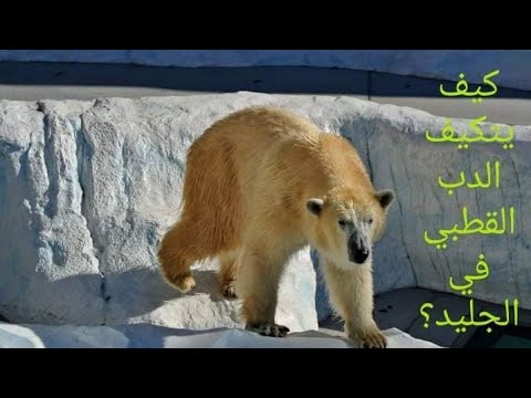 كيف يتكيف الدب القطبي في بيئته المتجمدة