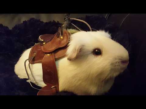 How to train your Guinea pig for the Rodeo