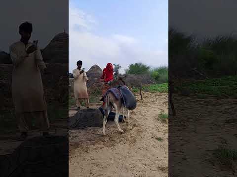 تحاول امرأة أن تسقي حمار ا عنيد ا بيديها العاريتين