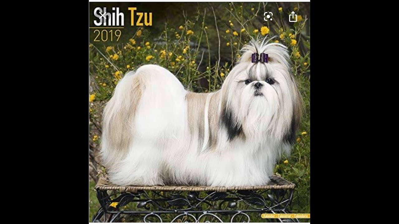 video player 8814959630 | Shihtzu | tricolor pupps | zoey pet world |