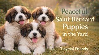 Peaceful Saint Bernard Puppies in the Yard | Cozy Animal Moments screenshot 4
