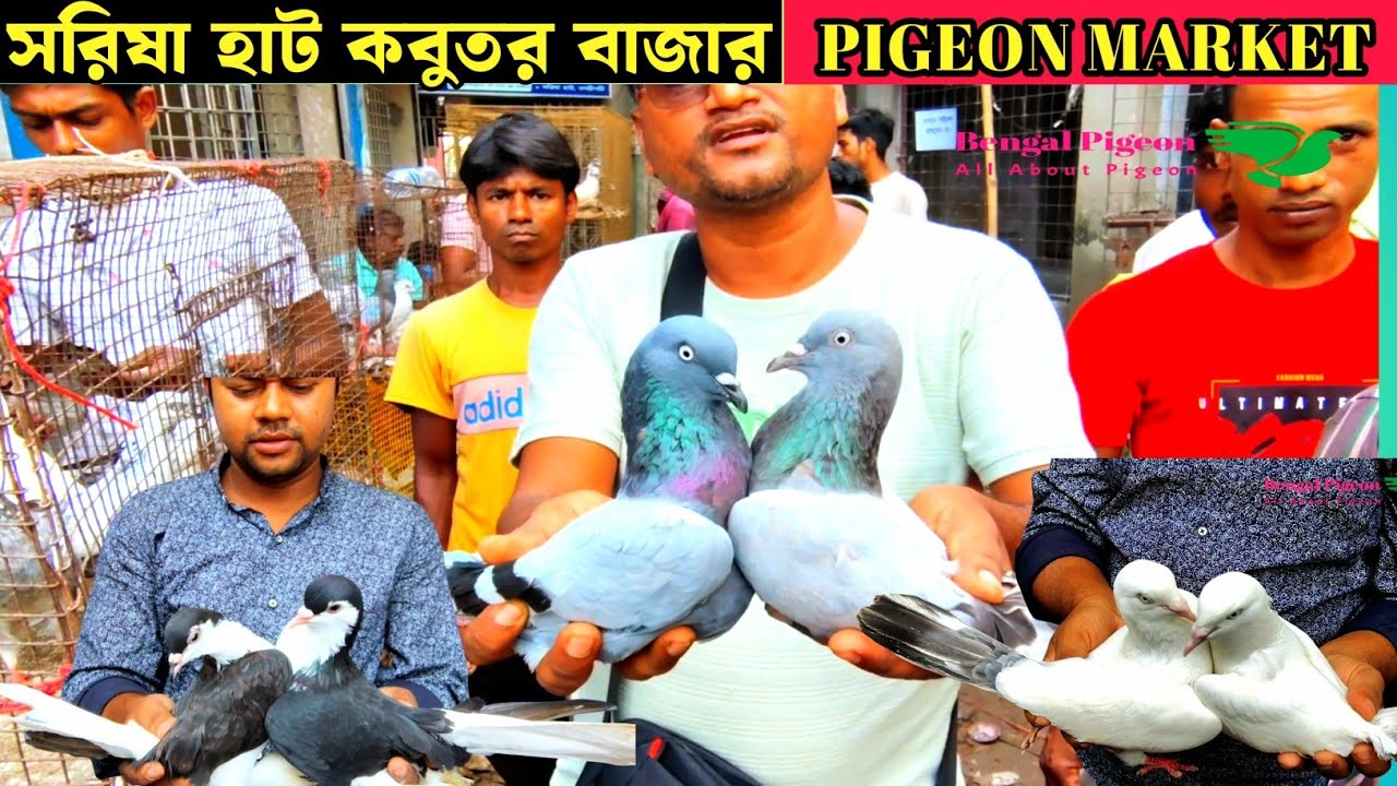 শীতের সরিষা হাট // SARISHA HAT PIGEON MARKET WINTER...BY BENGAL PIGEON..