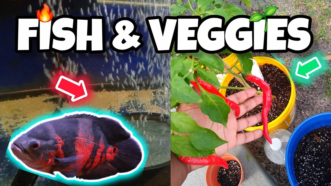 Hatching Fish Eggs + Growing MONSTER Veggies | DIY 5-Gallon Self-Watering Bucket
