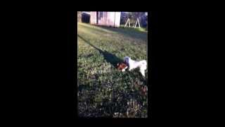 humping dog. nasty bitch.
