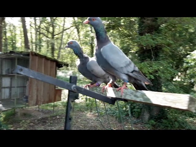 palombe.org - Poursuite du dressage des pigeons voltigeurs