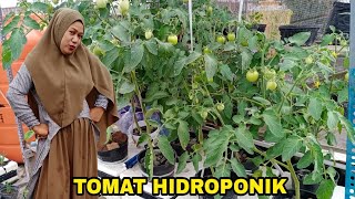 PERKEMBANGAN TOMAT HIDROPONIK SISTEM WICK