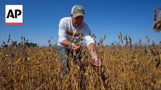 Trumps Trade Battle With China Puts American Soybean Farmers In Peril